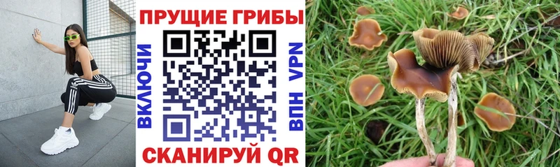 Купить закладки Волжск Галлюциногенные грибы Psilocybine cubensis